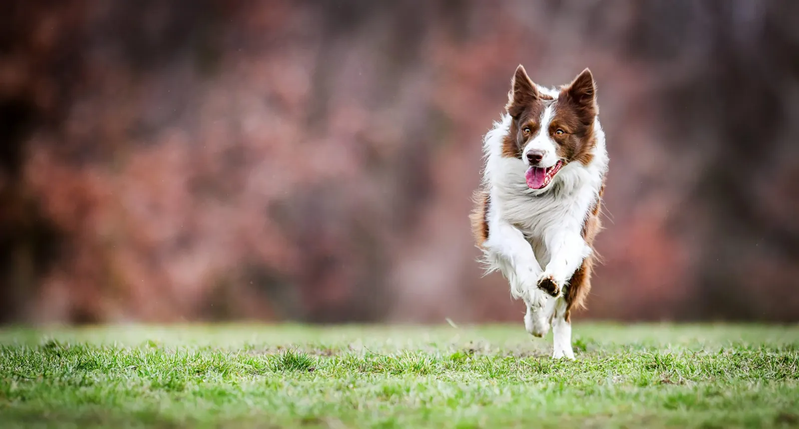 Border Collie Running